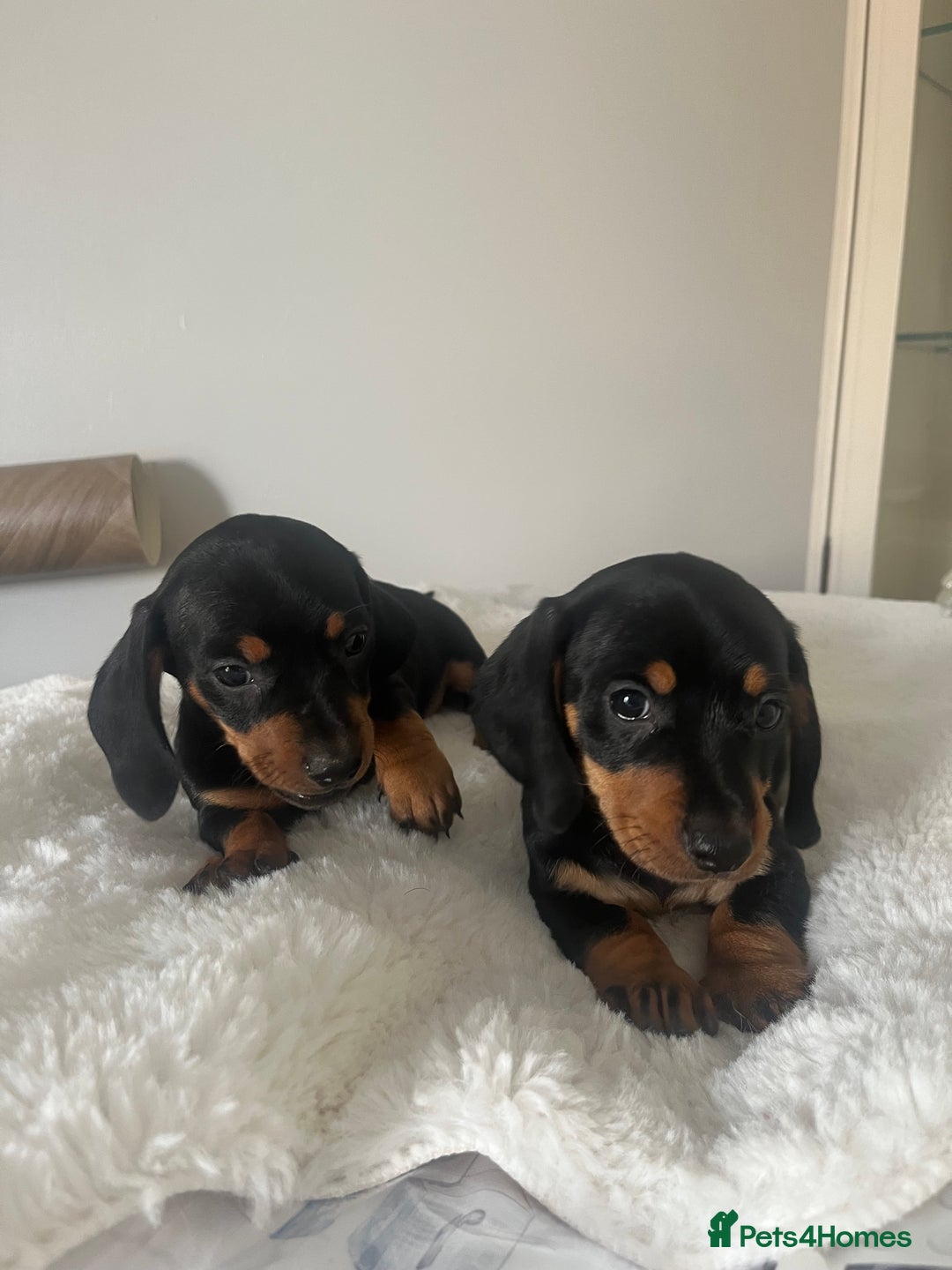 Miniature Dachshund dogs for sale: Miniature dachshund girl puppy  - Image 10