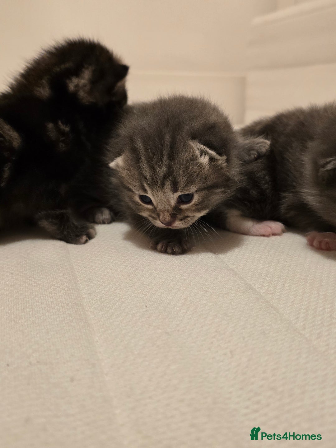 Mixed Breed cats for sale: Small mixed breed fluffy kittens - Advert 11