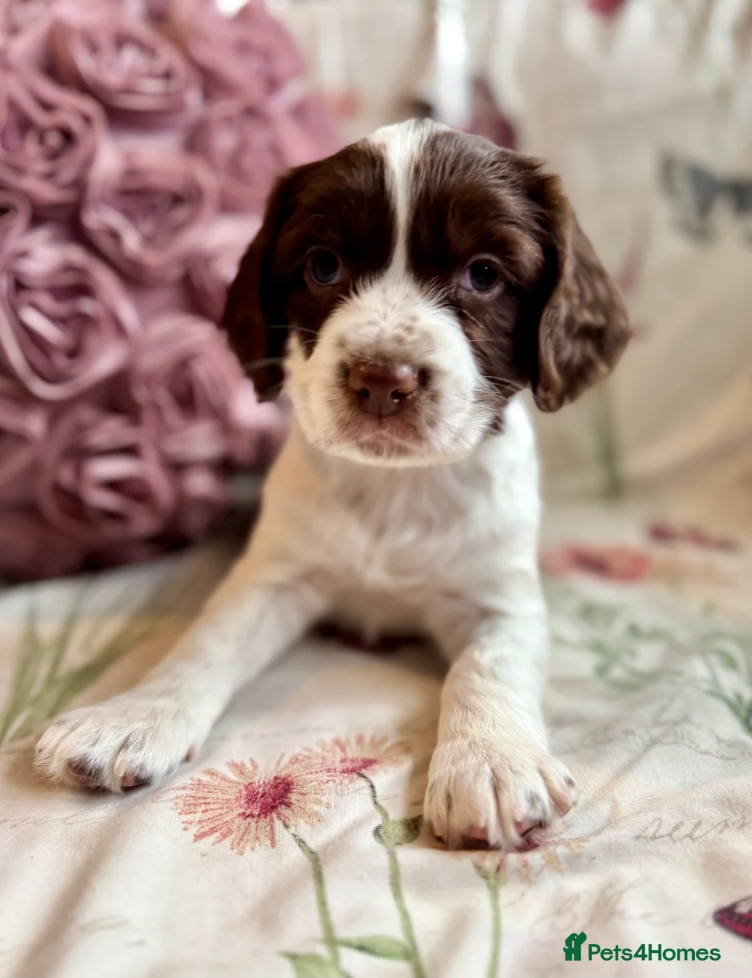 Sprocker dogs for sale: Beautiful Sprocker Spaniel pups  - Advert 7