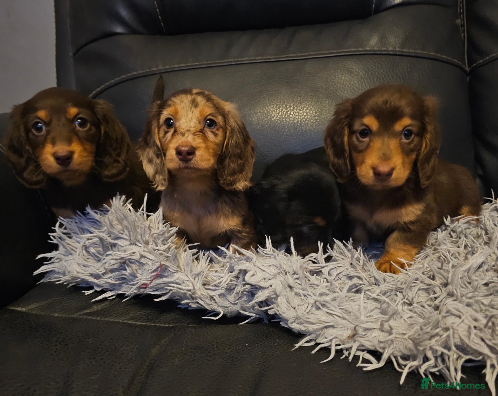 Miniature Dachshund dogs 4 beautiful longhaired babies - Advert 6