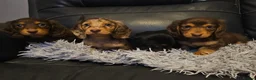 Miniature Dachshund dogs for sale: 4 beautiful longhaired babies - Advert 1