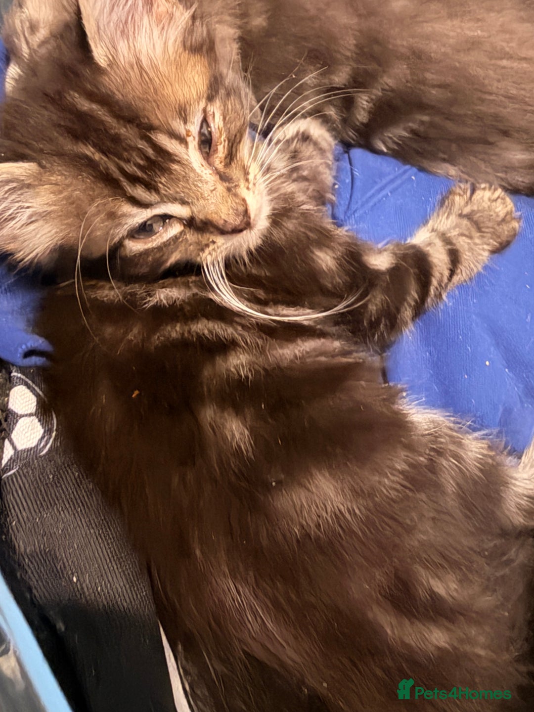British Shorthair cats for sale: 2 beautiful male kittens for sale  - Image 2