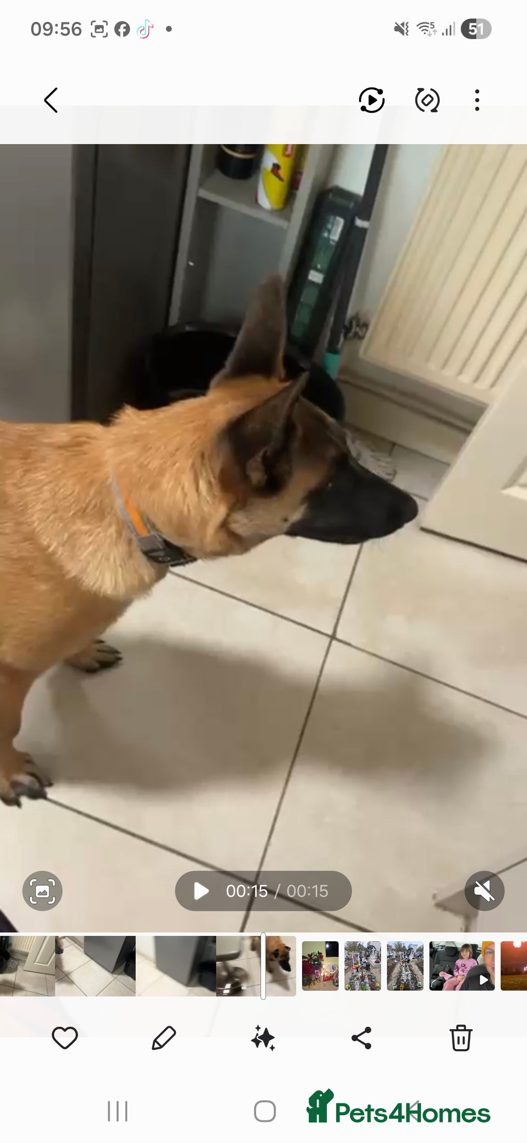 Belgian Shepherd Dog dogs for sale: Belgian malinois  - Advert 3