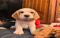 Beagle dogs for sale: Adorable Beagle Puppies for Sale! - Image 4