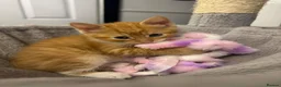 Domestic Shorthair cats for sale: 5 kittens available for their forever home 🩷💙 - Advert 25