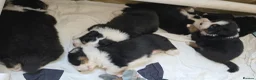 Australian Shepherd dogs for sale: 🐾 Beautiful Australian Shepherd (Aussie) Puppies  - Advert 6