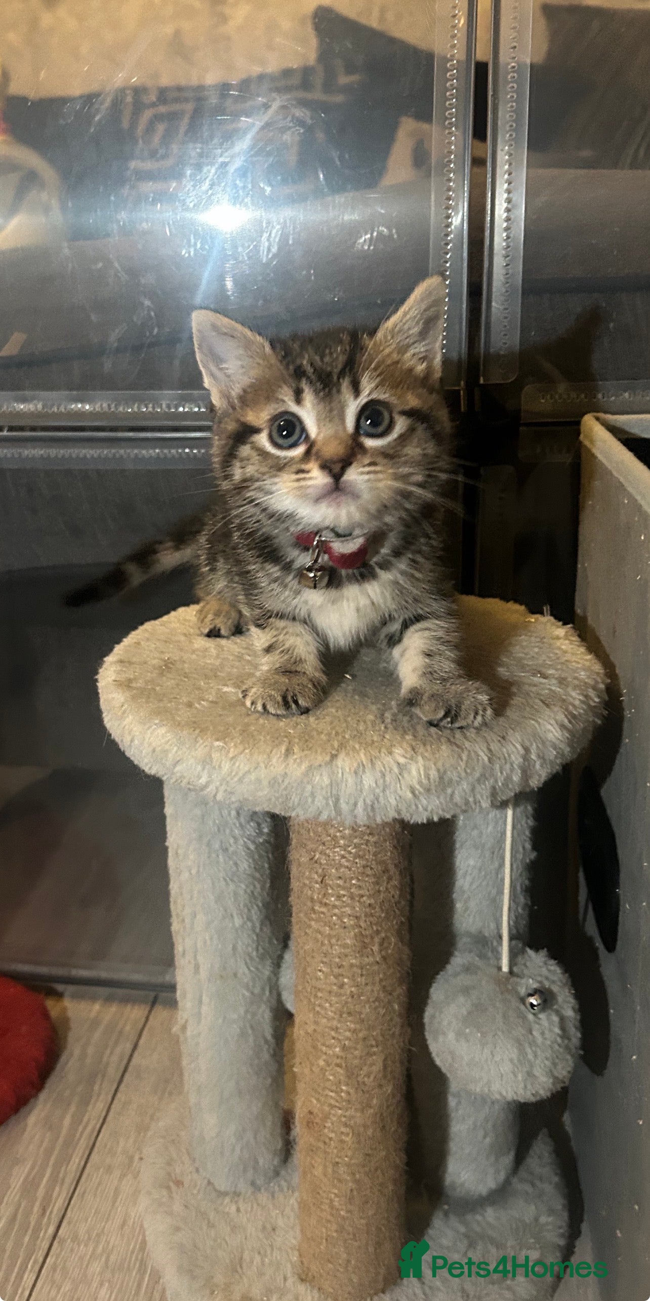 Mixed Breed cats Beautiful kittens  - Advert 4