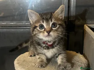 Mixed Breed cats Beautiful kittens - Advert 4