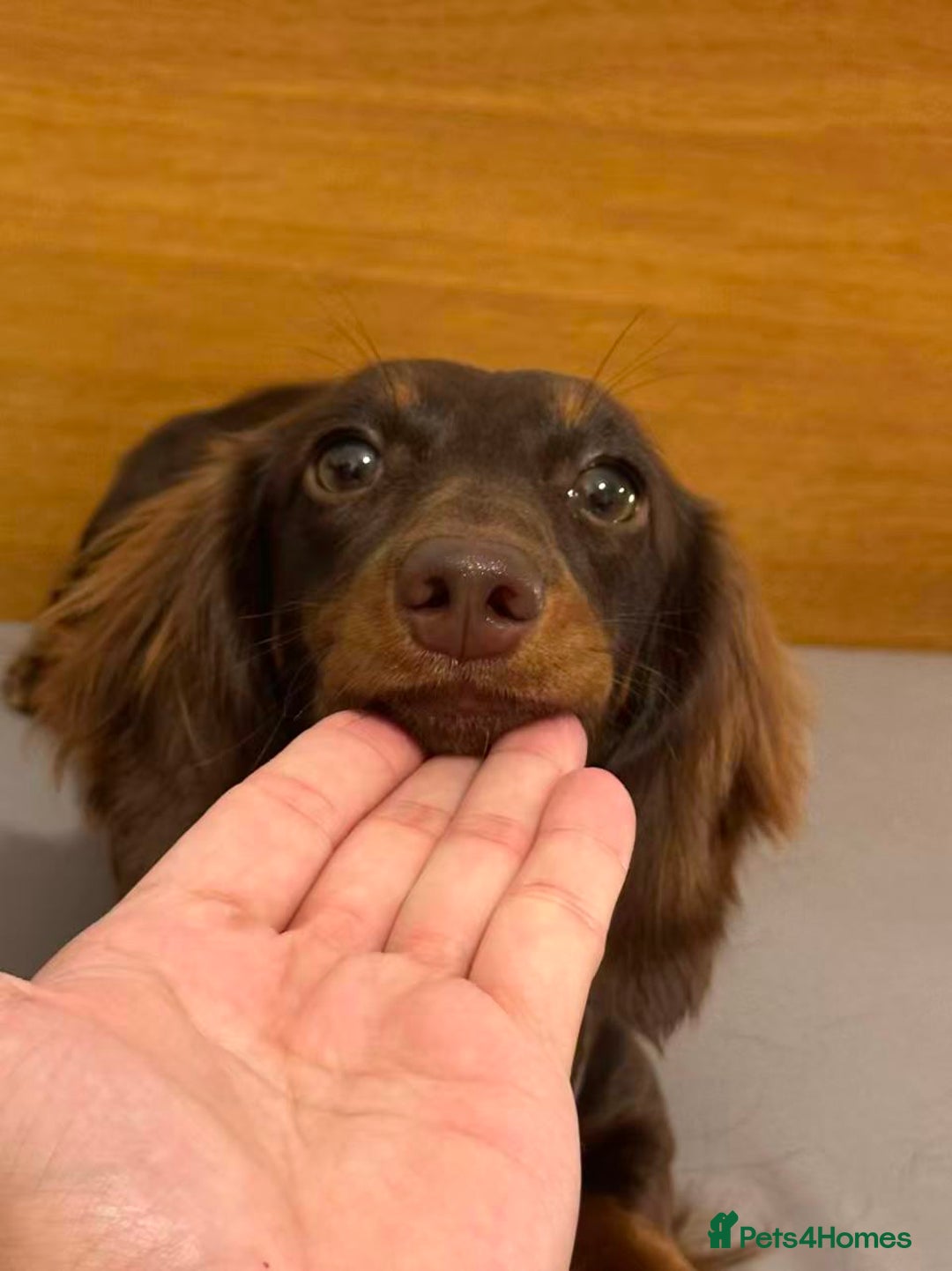 Miniature Dachshund dogs for sale: Long Hair Miniature Dachshund - Chocolate & Tan - Advert 4