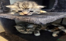 Mixed Breed cats for sale: Mixed colour tabby kittens - Image 27