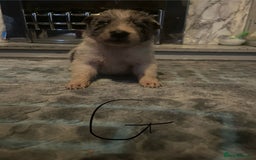 Border Collie dogs for sale: Border collie puppies - Image 26