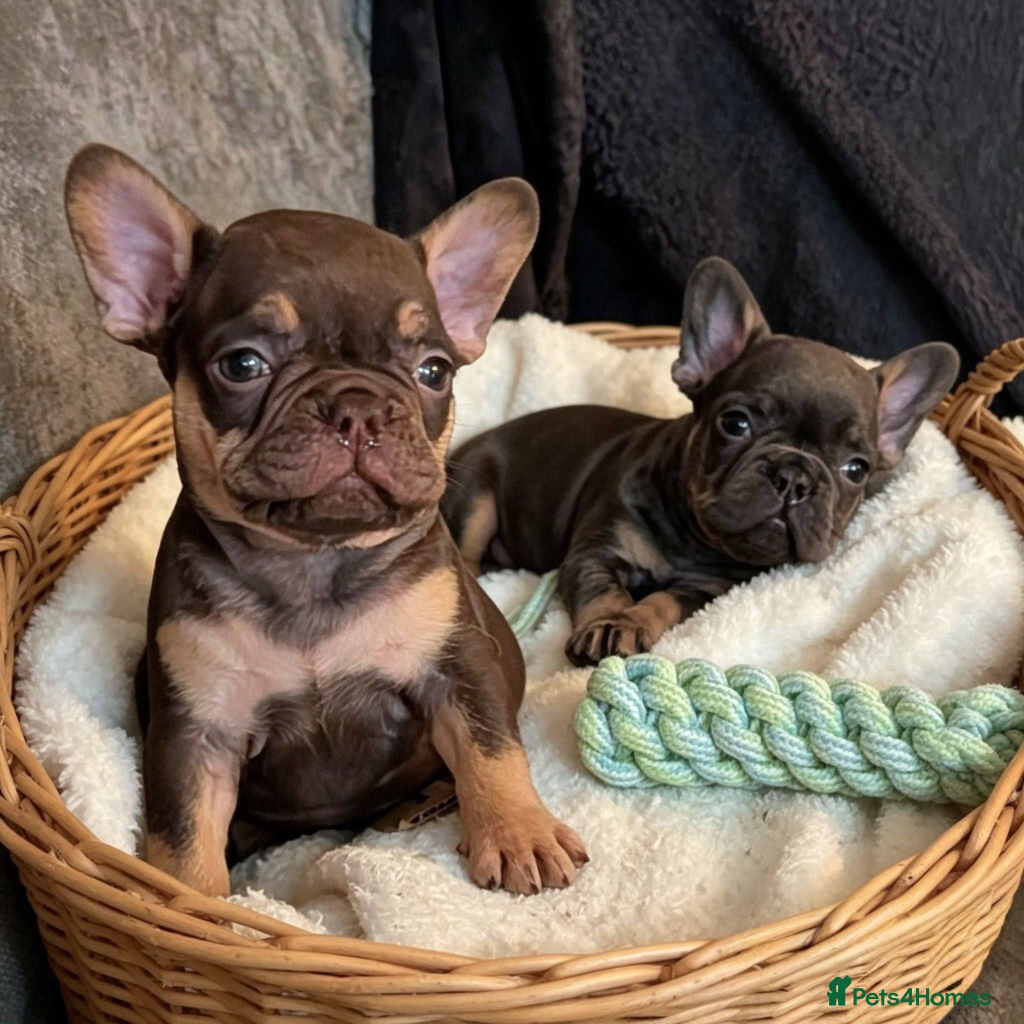 French Bulldog dogs Beautiful French Bulldogs - Advert 9