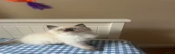 Ragdoll cats for sale: GCCF Adorable ragdoll kittens ready to gohome now - Advert 23
