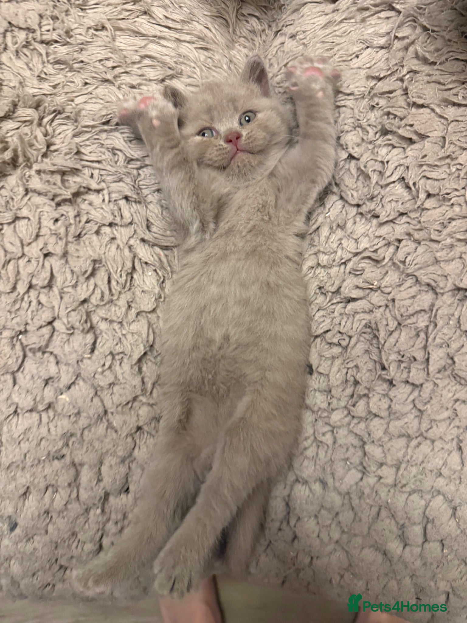 British Shorthair cats for sale: Supreme Champion Line British Shorthair Kittens - Advert 1