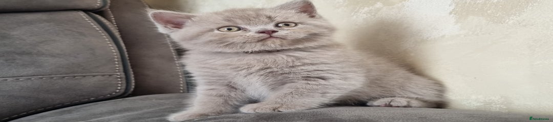 British Shorthair Kitten 3