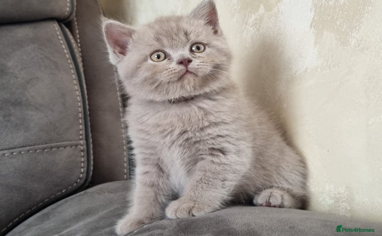 British Shorthair cats - Advert 4
