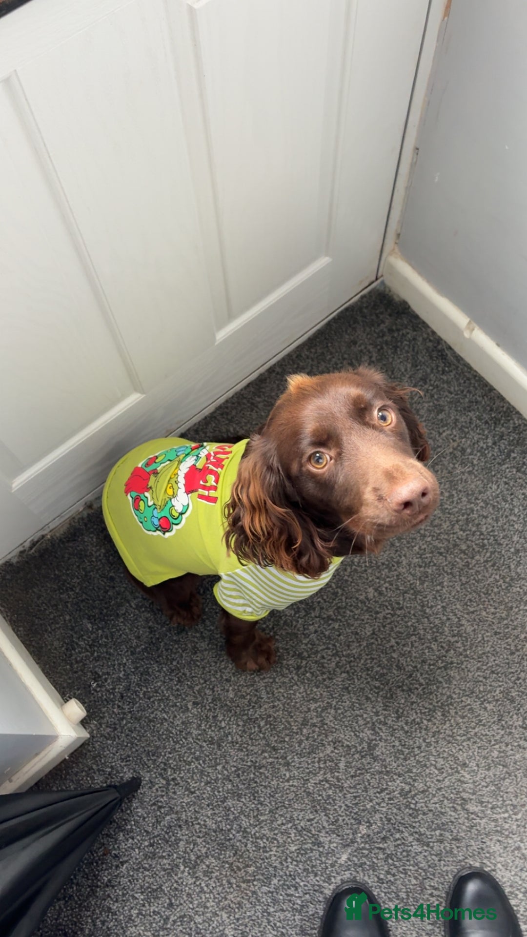 Cocker Spaniel dogs for sale: Beautiful working cocker spaniel - Advert 2