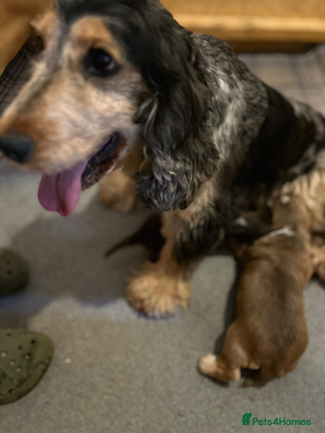 Cocker Spaniel dogs for sale: Gorgeous simbawood cocker spaniel 1 boy 1 girl  - Image 6