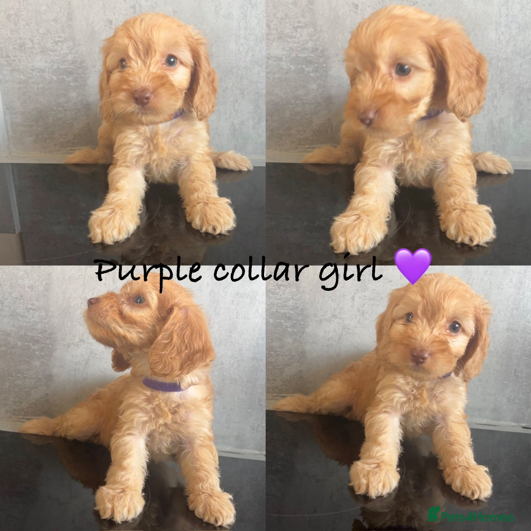 Cockapoo dogs Ready soon- beautiful cockapoo puppies - Advert 7
