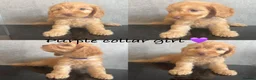 Cockapoo dogs for sale: *READY NOW* - 4 left - cockapoo puppies - Advert 8