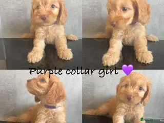Cockapoo dogs Ready soon- beautiful cockapoo puppies - Advert 18