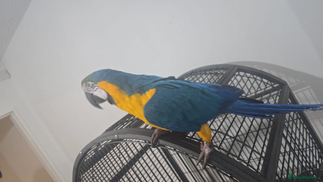 Macaws birds for sale: Blue maccaw parrot for sale (male) - Advert 5