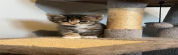 Mixed Breed cats for sale: Gorgeous half Siberian kittens - Advert 34