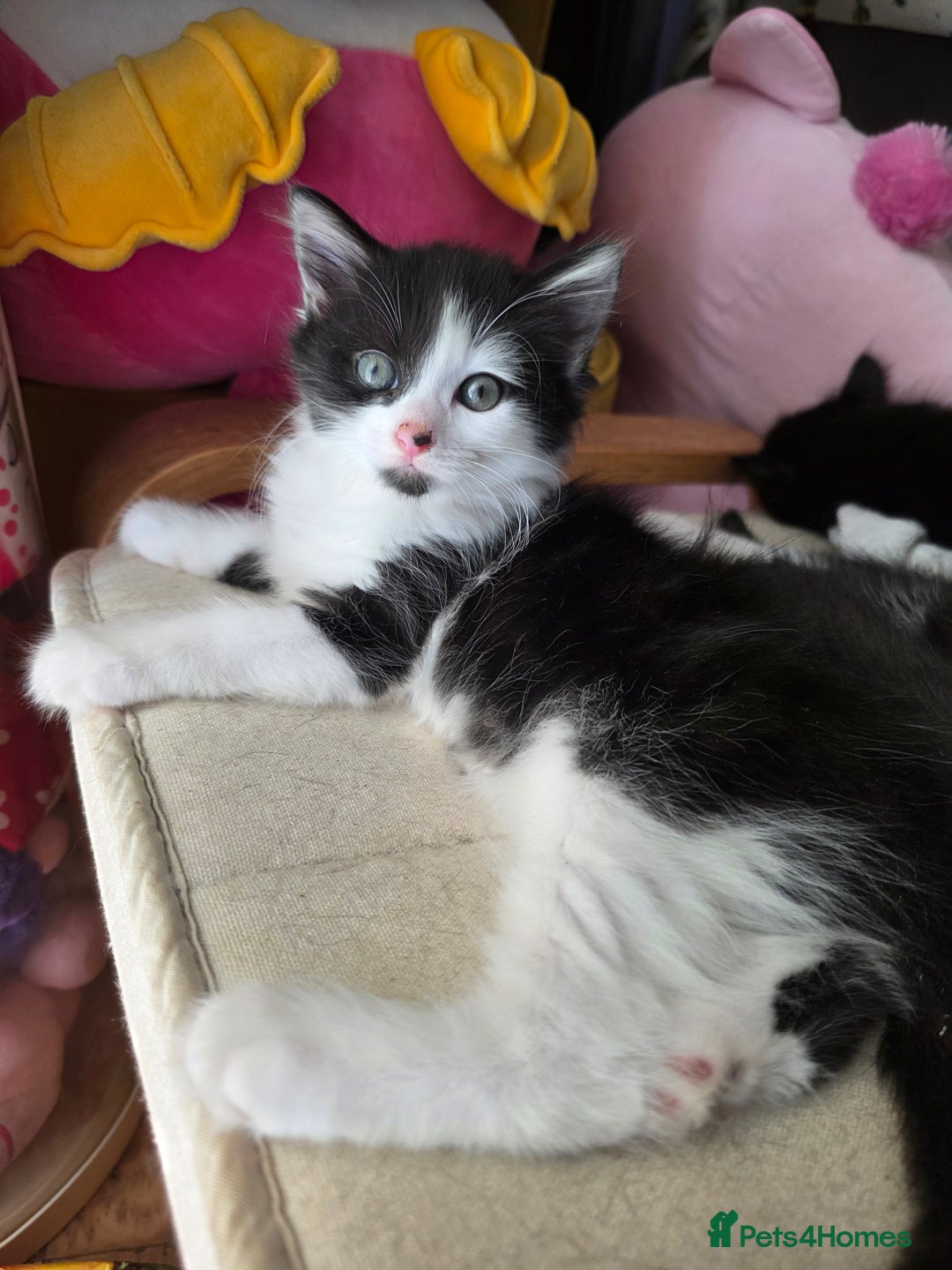 Mixed Breed cats for sale: Coco and Oreo - Image 2