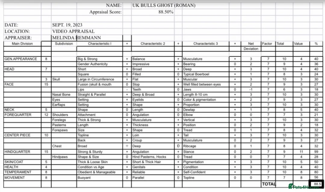 Boerboel dogs for stud: Imperial Health Tested & Champion Stud in Eastleigh - Advert 21