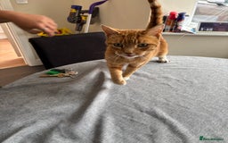 Domestic Shorthair cats for sale: Looking for a loving home  - Image 2