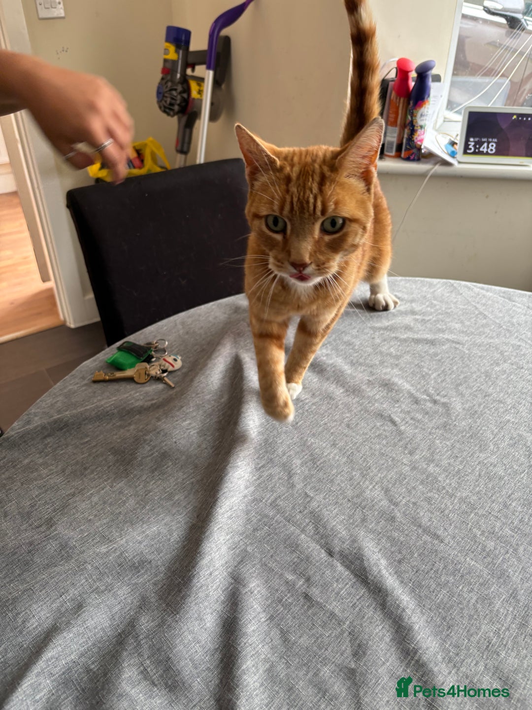 Domestic Shorthair cats for sale: Looking for a loving home  - Image 2