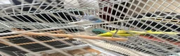 Budgerigars birds for sale: 🦜 3 Bonded Budgies Looking for a Loving Home in Nelson - Advert 5