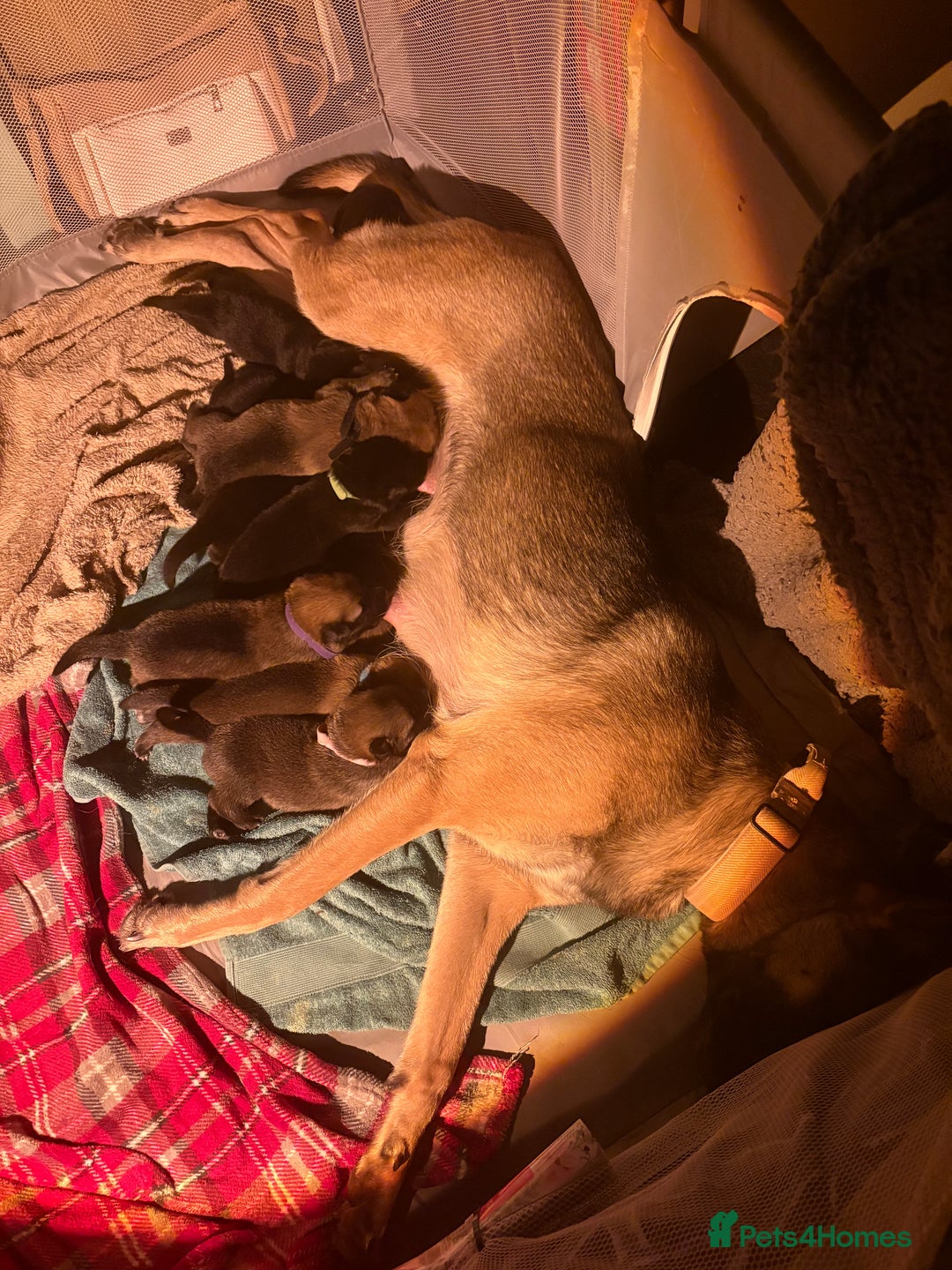 Mixed Breed dogs for sale: Belgian malinois x German Shepherd puppies  - Advert 9