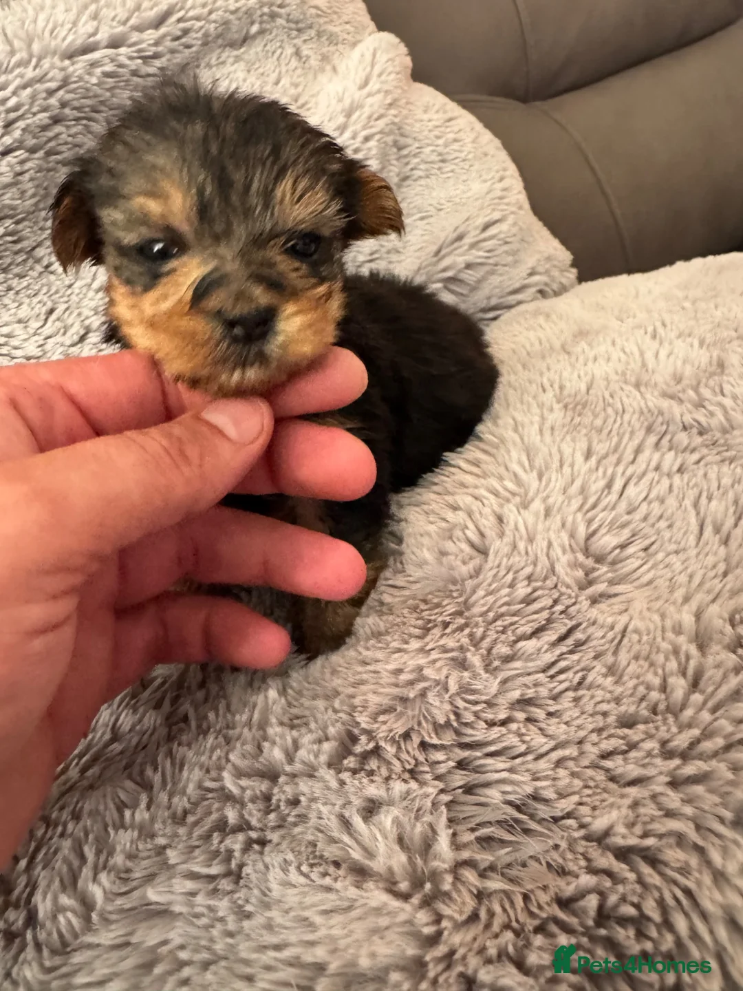 Yorkshire Terrier dogs for sale: Yorkshire Terrier Pups - Advert 2