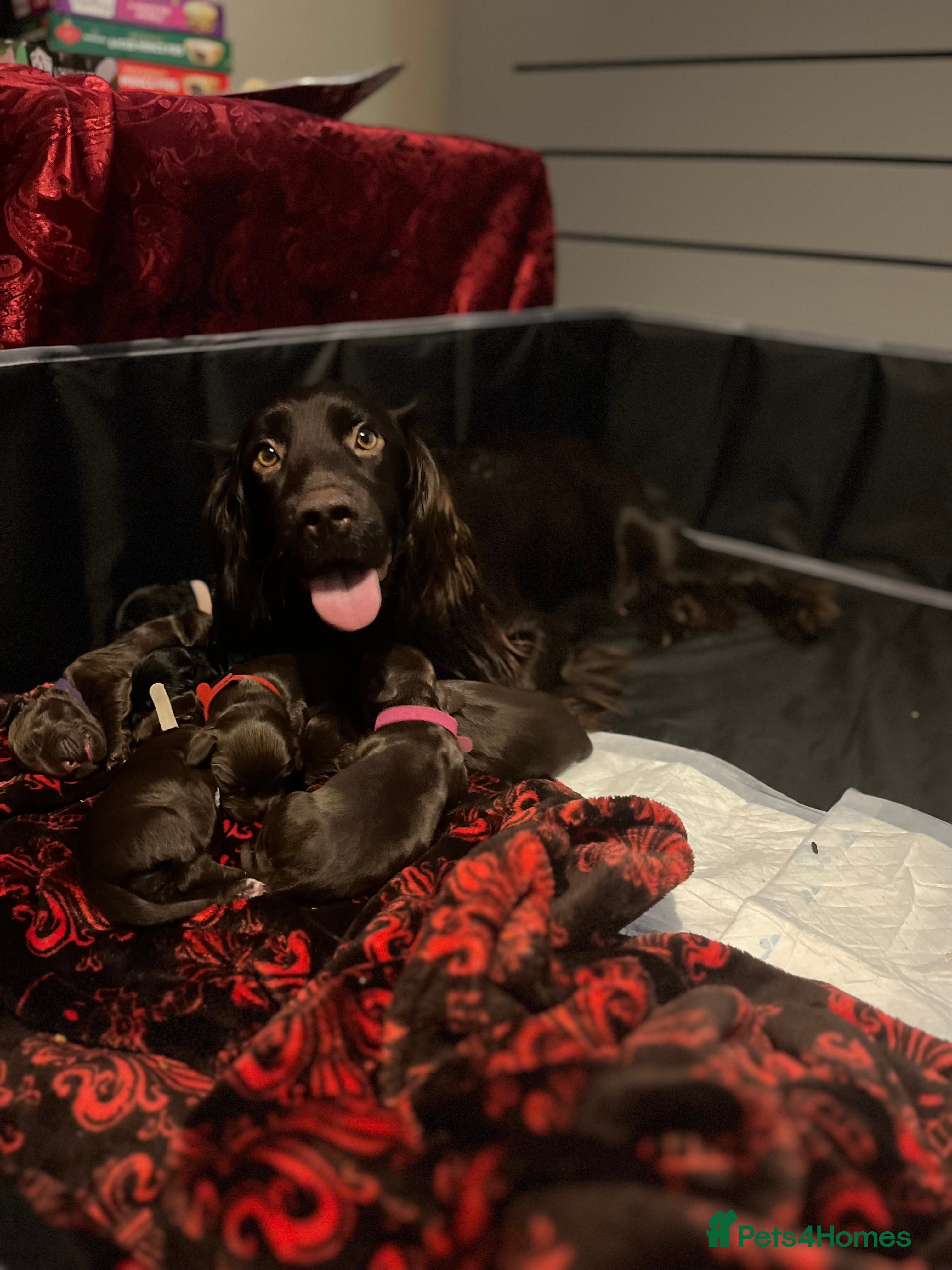 Cocker Spaniel dogs Cocker spaniels 🐶  - Advert 1