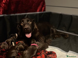 Cocker Spaniel dogs Cocker spaniels 🐶 - Advert 1