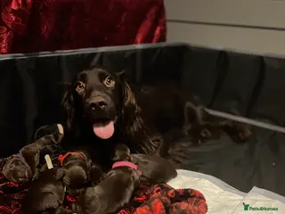 Cocker Spaniel dogs Cocker spaniels 🐶 - Advert 6