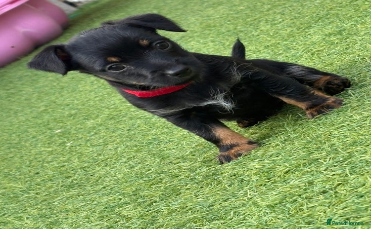 Mixed Breed dogs - Advert 3