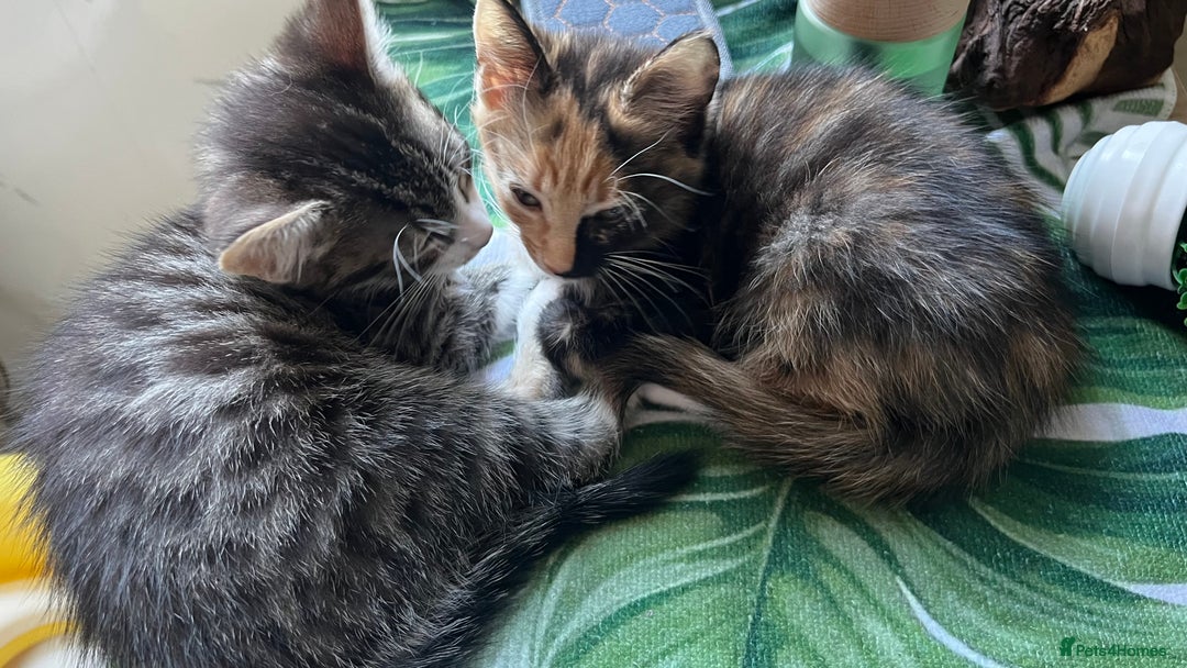 Bengal cats for sale: 2Beautiful kittens Left - Image 4