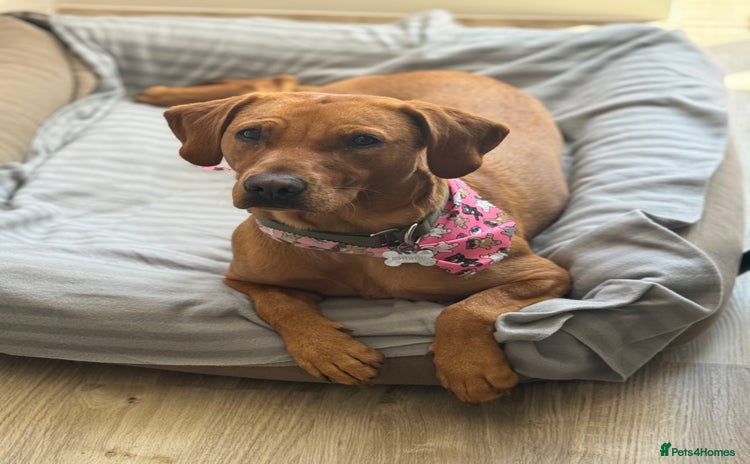 Labrador Retriever dogs Red Fox Lab Puppies,  - Advert 1