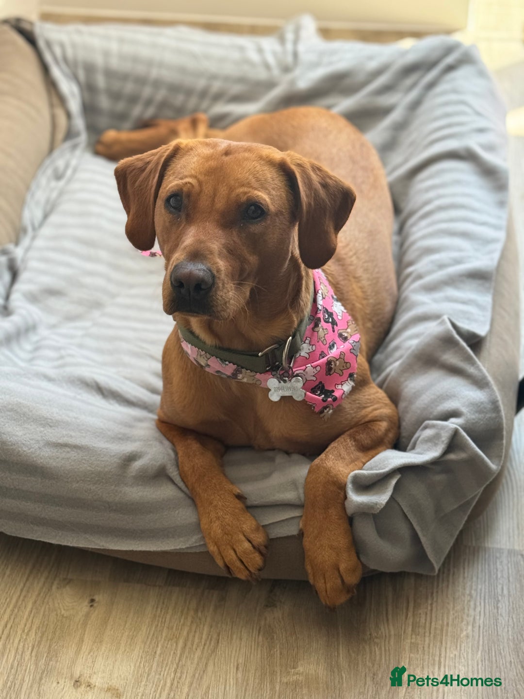 Labrador Retriever dogs for sale: Red Fox Lab Puppies,  - Advert 1