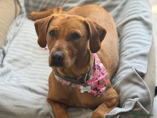 Labrador Retriever dogs Red Fox Lab Puppies, - Advert 3