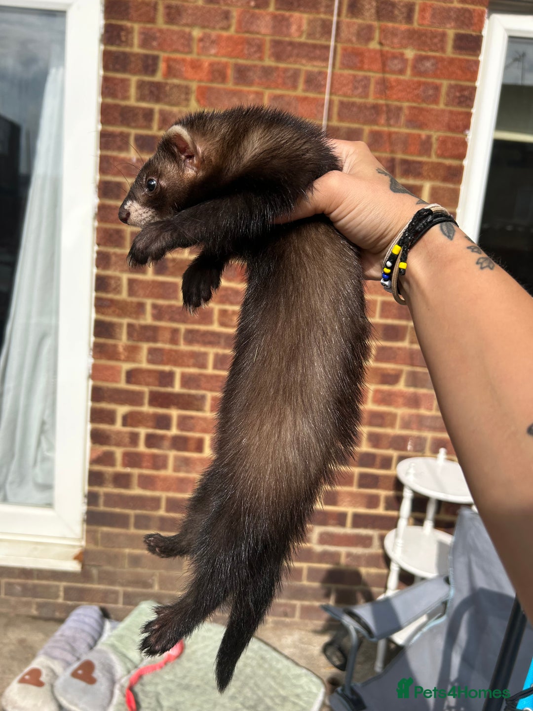 Ferret rodents for sale: 2 semi angora black self babies 1 jill 1 hob left  - Image 8