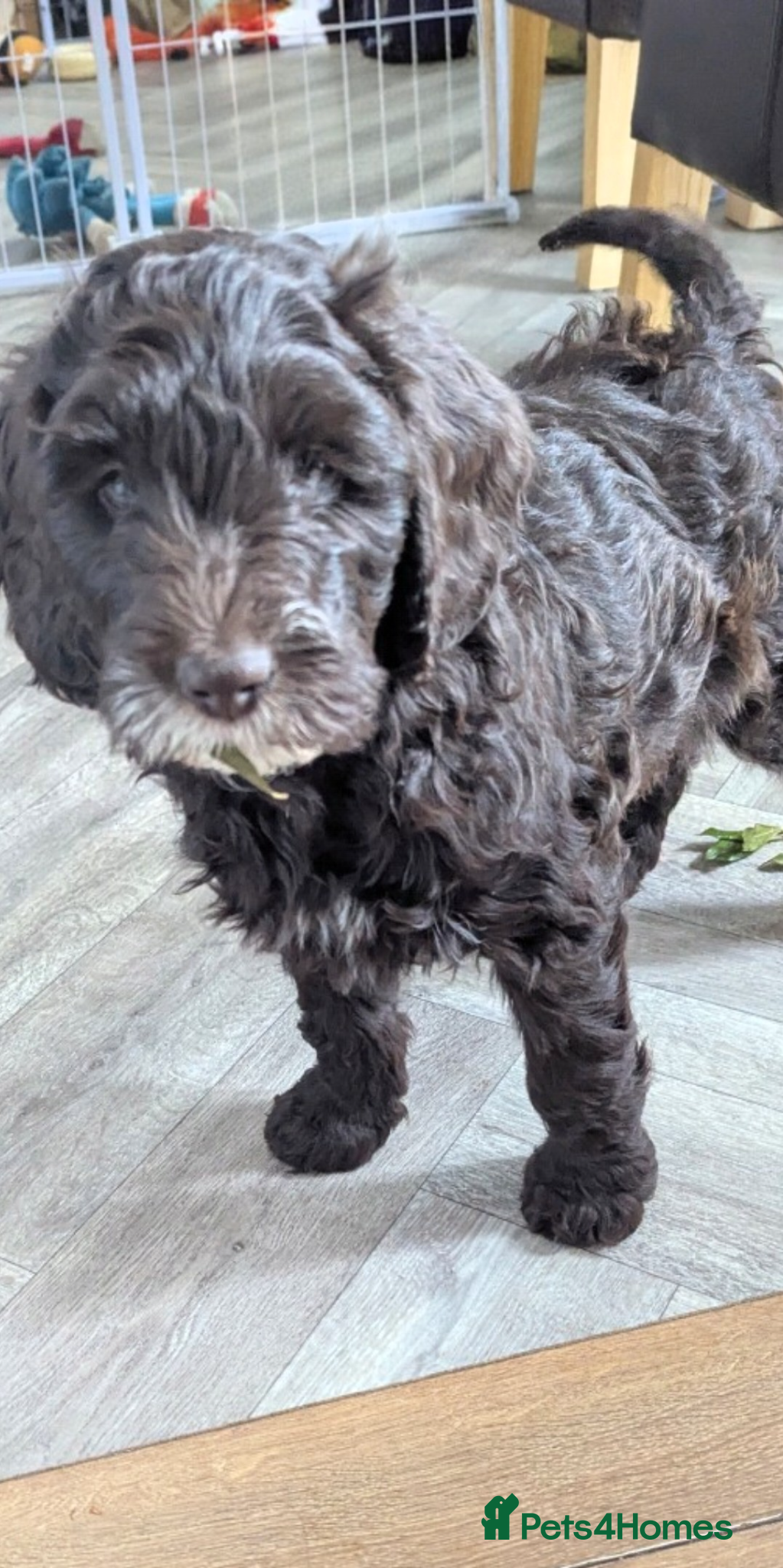 Mixed Breed dogs Cockapoo/Australian Labradoodle Pups .1 Boy left  - Advert 2