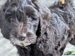Mixed Breed dogs Cockapoo/Australian Labradoodle Pups .1 Boy left - Advert 2