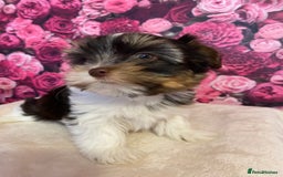 Yorkshire Terrier dogs for stud: Dark chocolate brown small Yorkshire Terrier STUD - Image 4