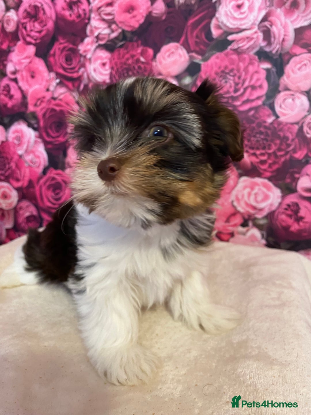 Yorkshire Terrier dogs for stud: Dark chocolate brown small Yorkshire Terrier STUD - Image 4