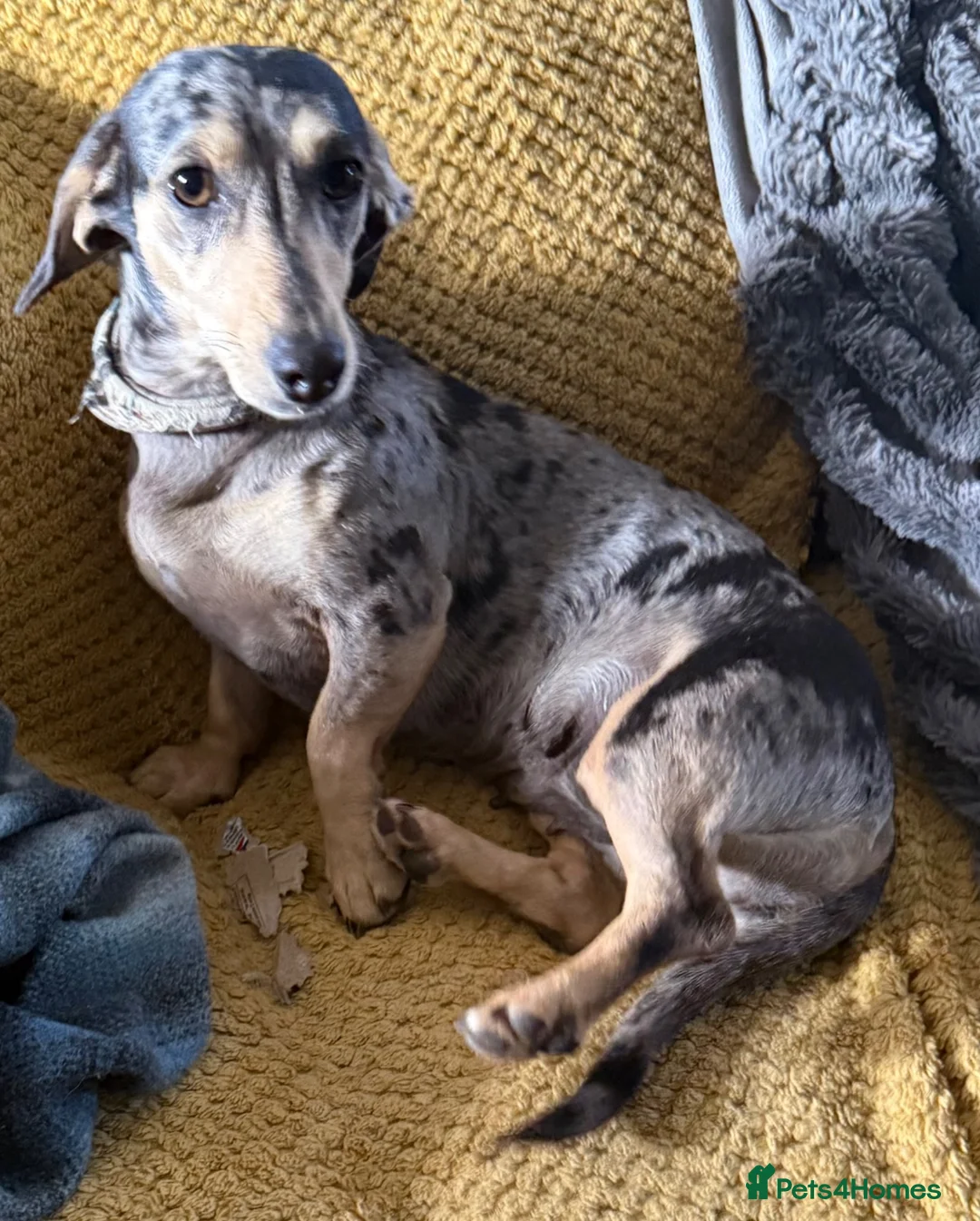 Dachshund dogs for sale: Stunning adult dachshund female  - Advert 1
