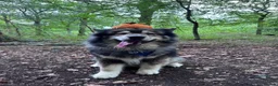 Mixed Breed dogs for stud: BUDDY  in Whitstable - Advert 4