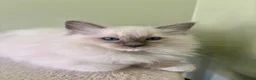 Ragdoll cats for sale: PUREBRED RAGDOLL KITTEN **INC VACS & INSURANCE* - Advert 14